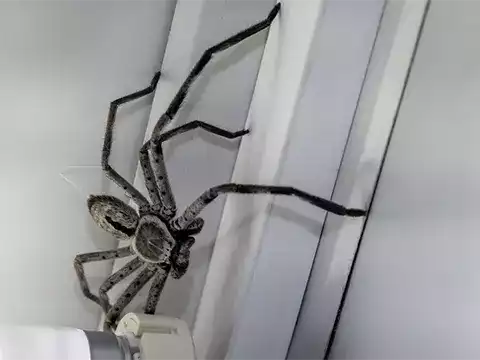 Auckland Pest Control Expert Spider Removal and Prevention Services