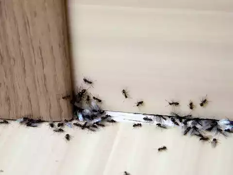 Auckland Pest Control Professional Ant Control You Can Trust
