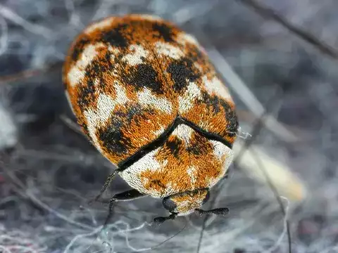 Carpet Beetle Removal with Long Term Protection Auckland