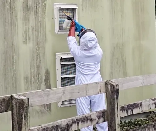 Wasps 2 Certified Responsive and Professional Wasp Removal Services