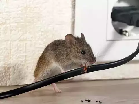Effective Rodent Control for Homes Businesses Auckland Pest Control