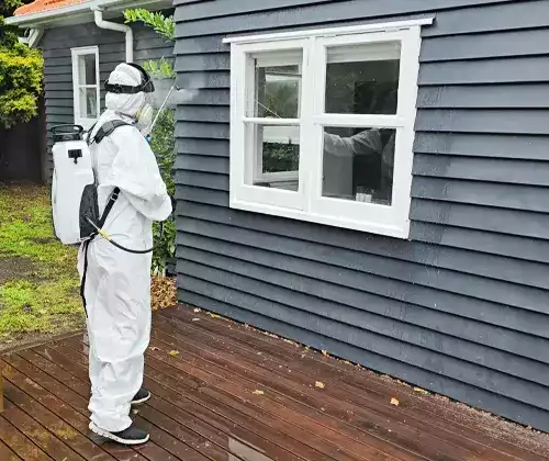 Expert Pest Control In Auckland New Zealand