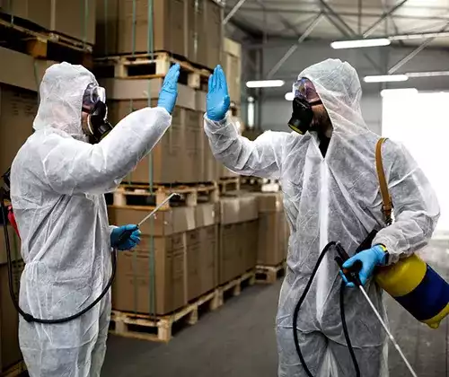 Pest Control Auckland Tailored Solutions