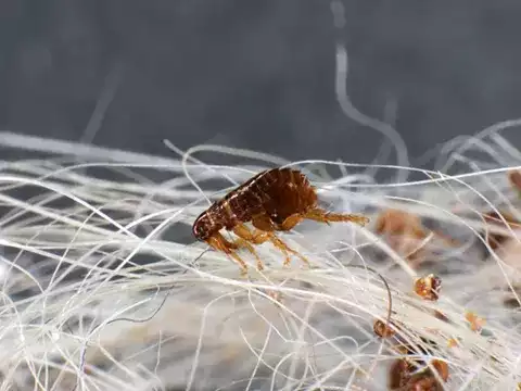 Professional Flea Treatment for Lasting Relief