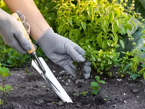 Weed Removal 1 Professional Weed Removal Services in Auckland