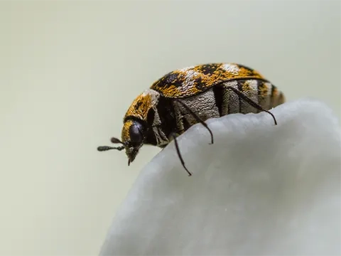 Carpet Beetles 2 Reliable Certified Pest Control You Can Trust