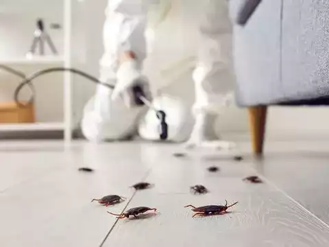 Reliable Cockroach Control Services Auckland Wide