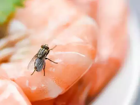 Flies 1 Targeted Fly Treatment for Homes and Businesses
