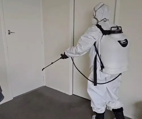 Fleas 2 Thorough Certified Flea Removal You Can Depend On